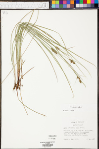 Carex bushii image