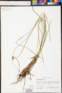 Carex bullata image