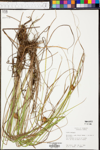 Carex bullata image