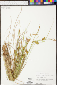 Carex bullata image