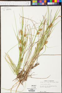 Carex bullata image