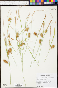 Carex bullata image