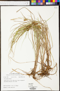 Carex bullata image