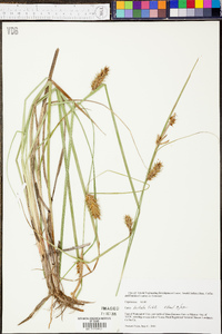 Carex bullata image