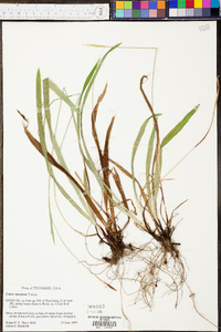 Carex careyana image