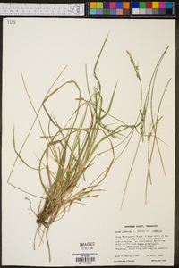 Carex communis var. communis image