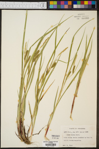 Carex comosa image