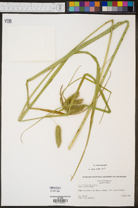 Carex comosa image