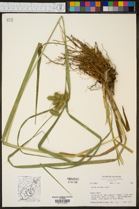 Carex comosa image