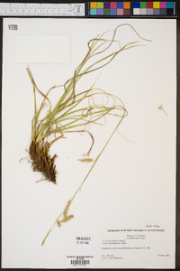 Carex cherokeensis image