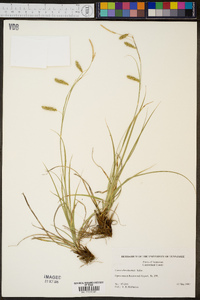 Carex cherokeensis image