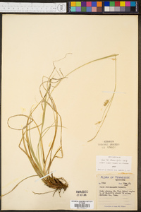 Carex cherokeensis image