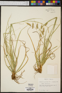 Carex cherokeensis image