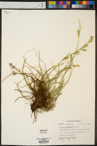 Carex cherokeensis image