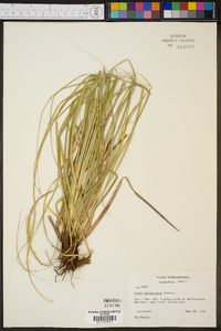 Carex cherokeensis image