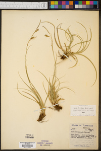 Carex cherokeensis image