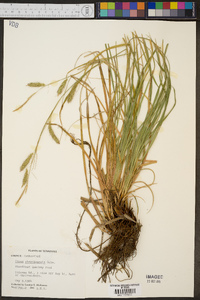 Carex cherokeensis image