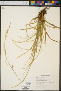 Carex cherokeensis image