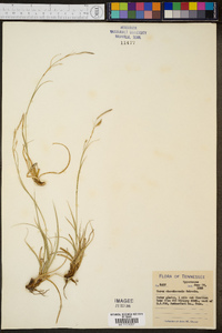 Carex cherokeensis image