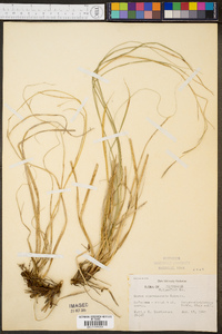 Carex cherokeensis image