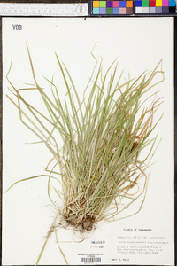 Carex cumberlandensis image