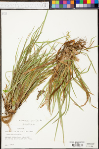 Carex cumberlandensis image