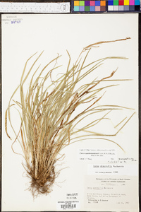 Carex cumberlandensis image