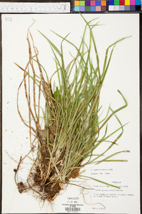 Carex cumberlandensis image