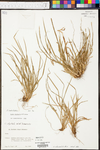 Carex cumberlandensis image