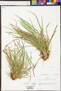 Carex cumberlandensis image