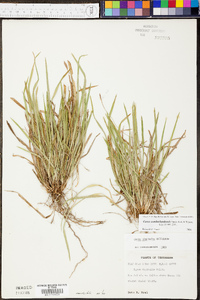 Carex cumberlandensis image