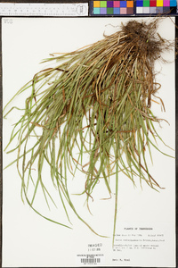 Carex cumberlandensis image