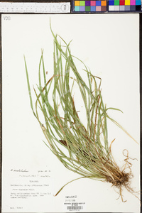 Carex cumberlandensis image