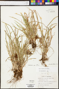 Carex cumberlandensis image