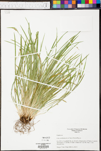 Carex cumberlandensis image