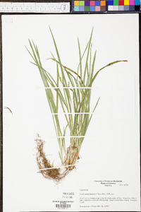 Carex cumberlandensis image