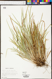 Carex cumberlandensis image