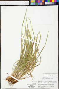 Carex cumberlandensis image