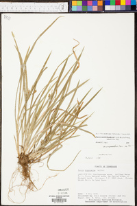 Carex cumberlandensis image