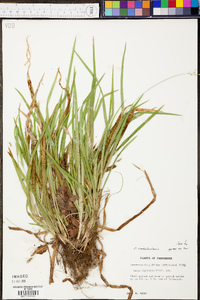 Carex cumberlandensis image