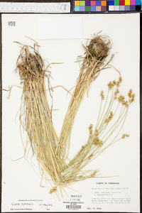 Carex cristatella image