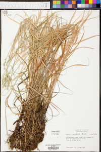 Carex cristatella image