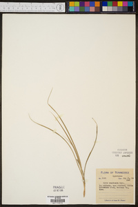 Carex complanata image