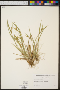 Carex glaucodea image