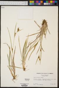 Carex glaucodea image