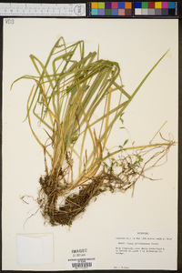 Carex gracilescens image