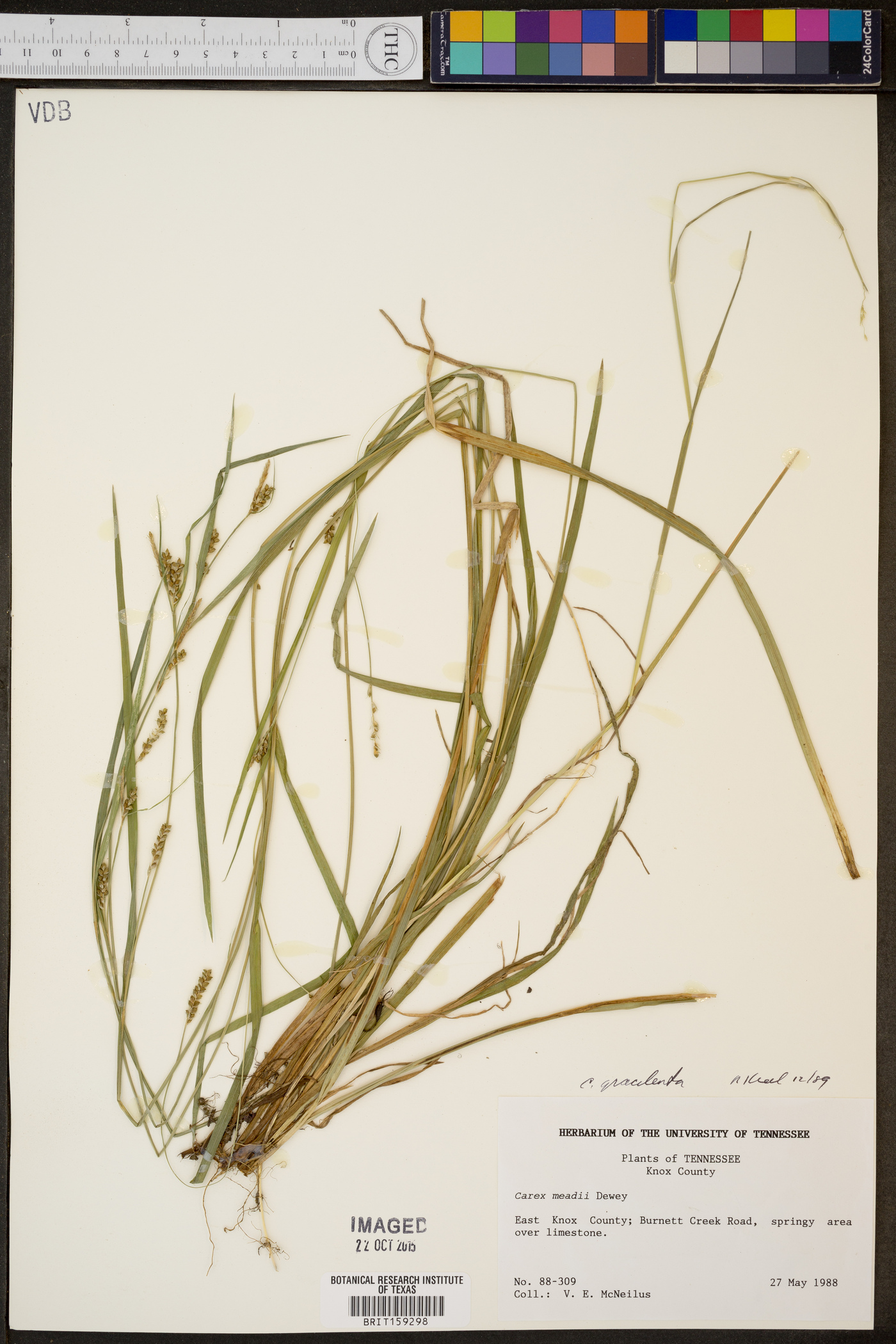 Carex gracilenta image