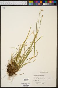 Carex gracilescens image