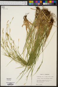 Carex gracilescens image