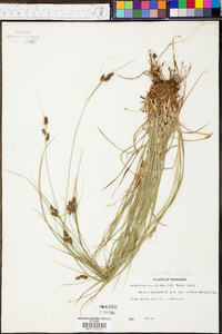 Carex bushii image